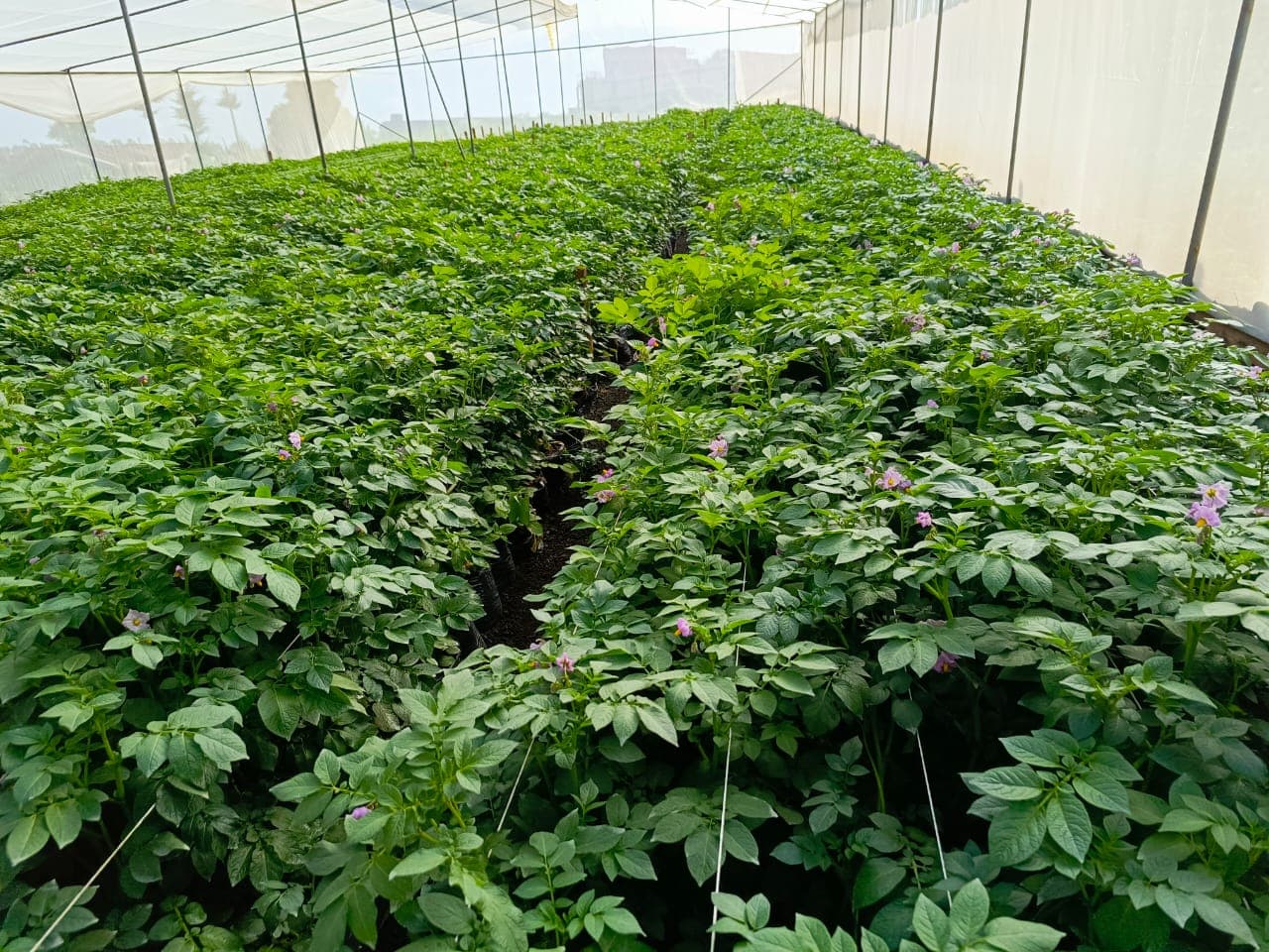 Kanon Biostimulant: The 'Stress Coach' for Your Crops