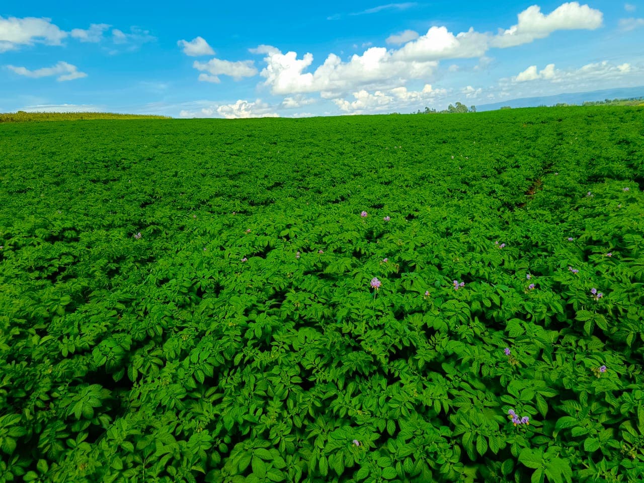 Voda NP: Supporting Strong Canopy Development and Photosynthesis
