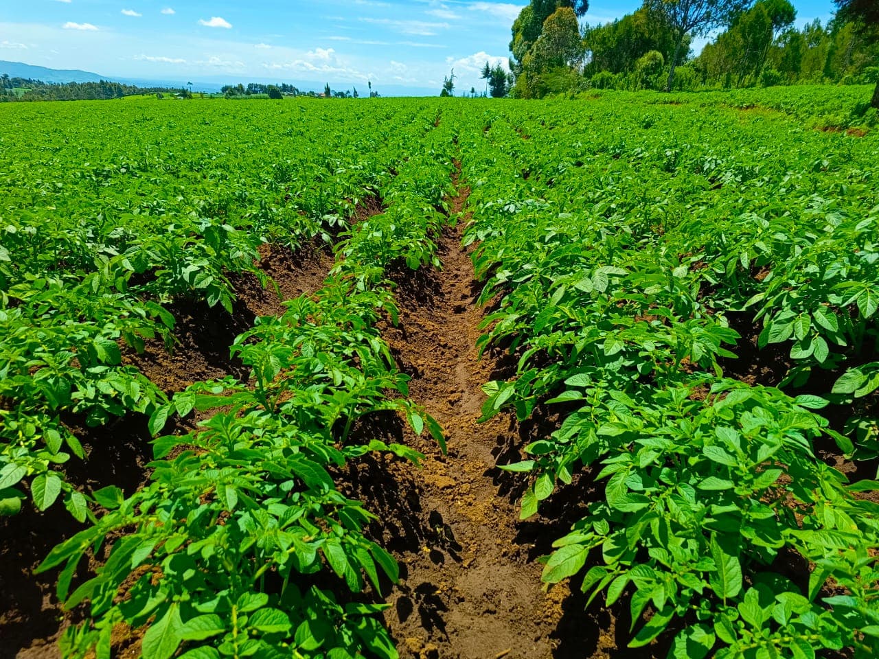 Balanced Potato Nutrition: Essential Ratios for Maximum Yield Quality