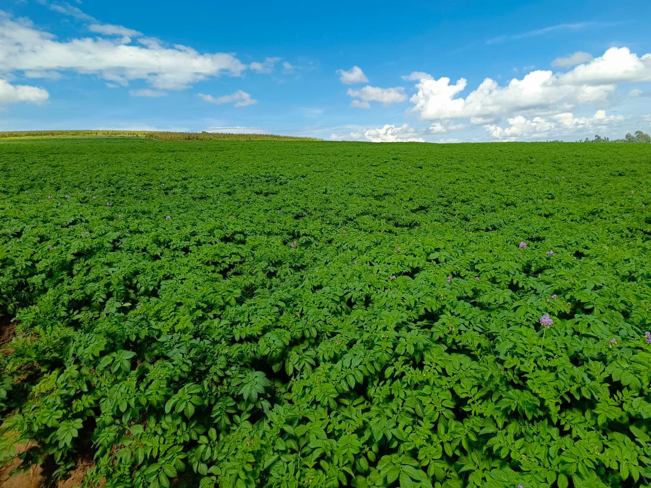 Expert agronomist in the field